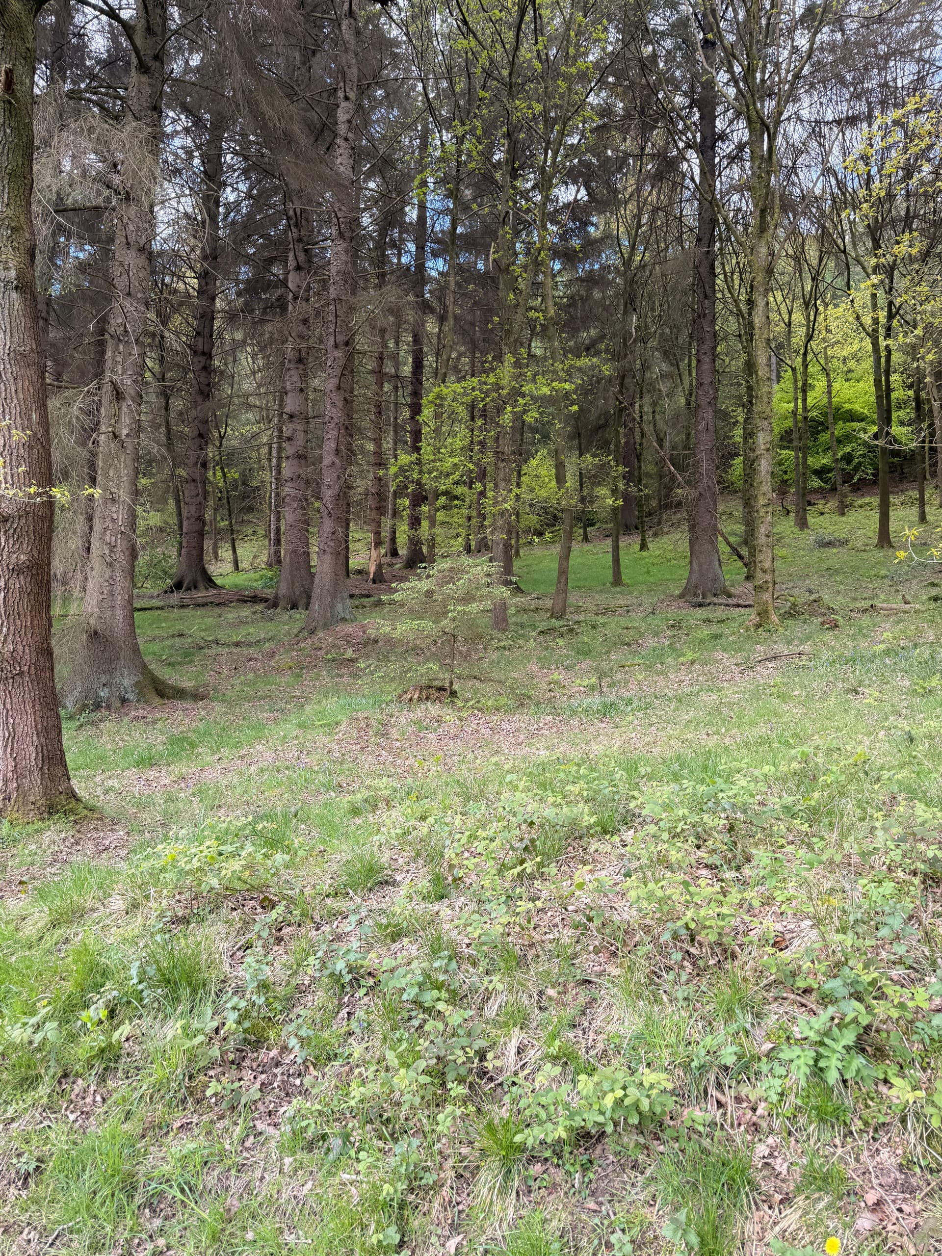 A quiet trail through Heatherdene woods
