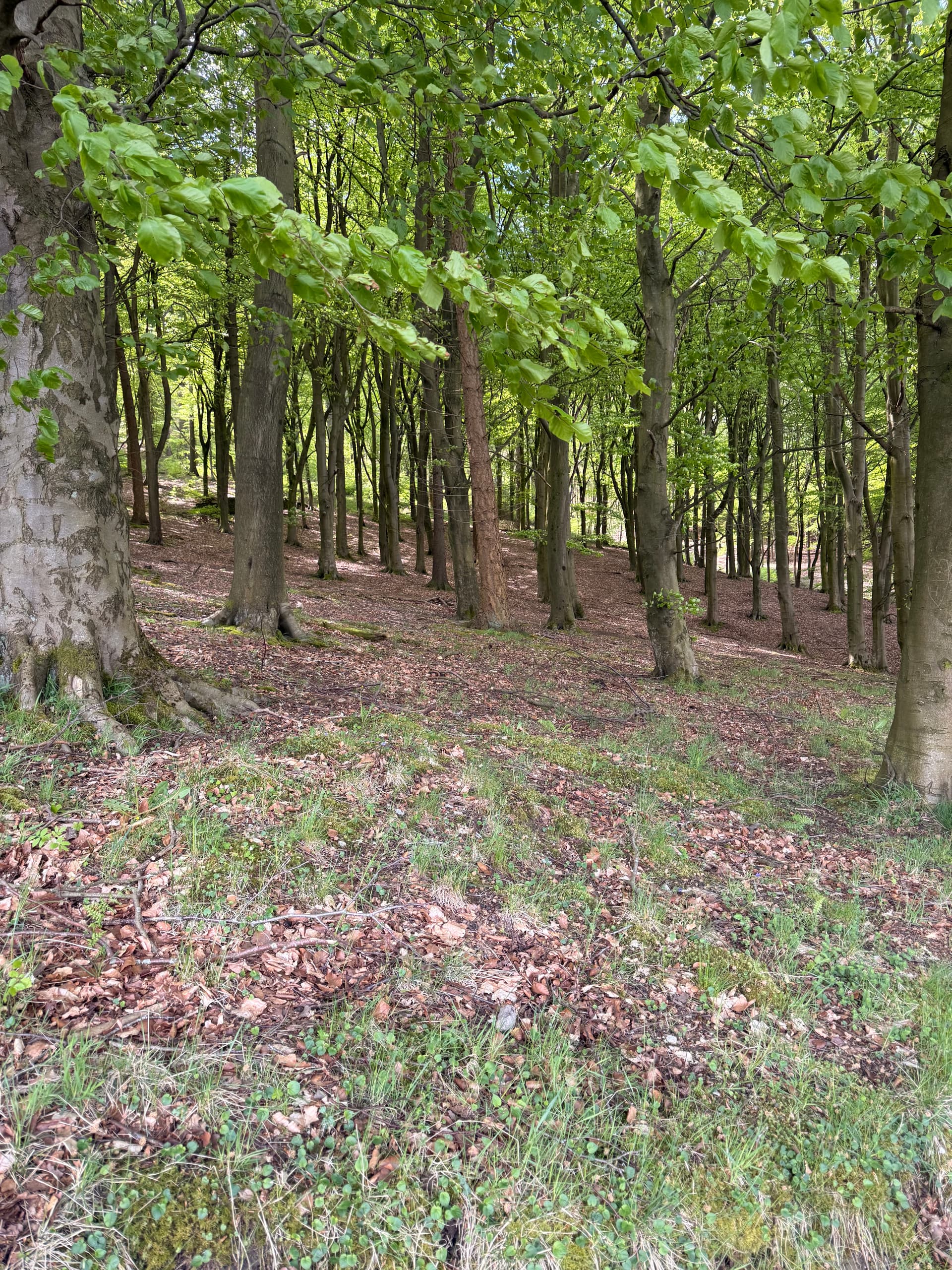 Tall trees lining a Peak District trail